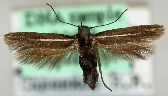 Image de Scythris emichi Anker 1870