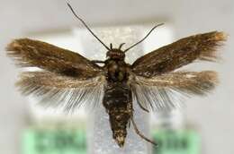 Image of flower moths