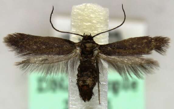 Image of Parascythris