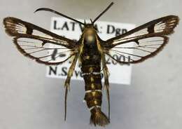 Image of Pyropteron triannuliformis