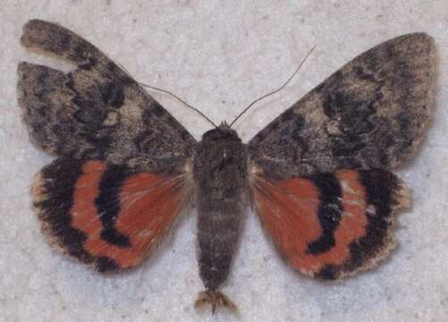 Image of french red underwing