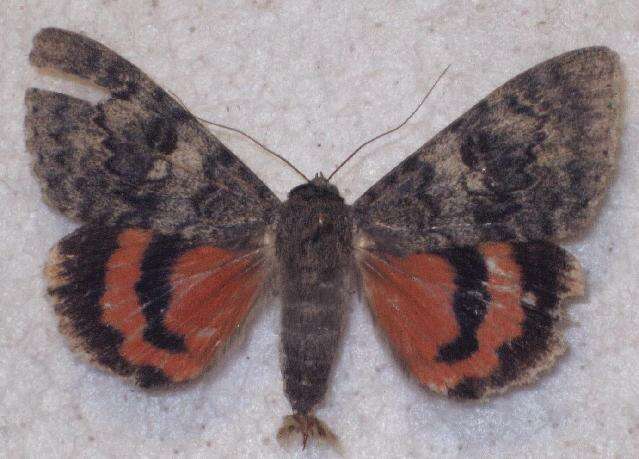 Image of french red underwing