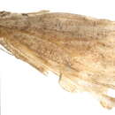 Image of aspen moth