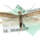 Image of <i>Coleophora svenssoni</i>