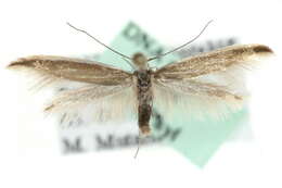 Image of <i>Coleophora svenssoni</i>