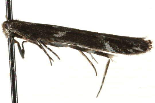 Image of <i>Mompha sturnipennella</i>