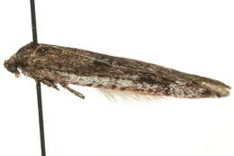 Image of <i>Semioscopis oculella</i>