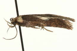 Image de Agonopterix selini Heinemann 1870