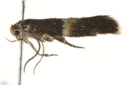 Image of Elachista bisulcella Zeller 1850