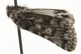 Image of Sympistis heliophila Paykull 1793