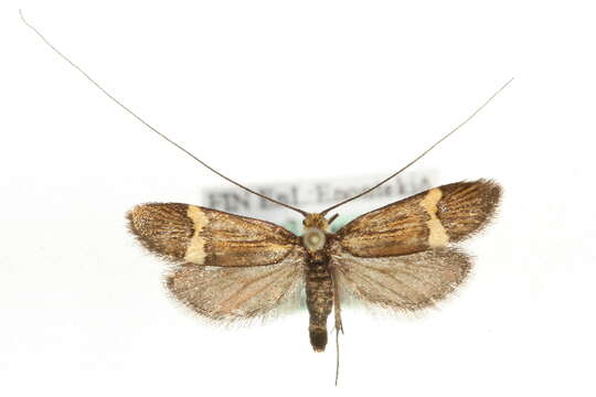 Imagem de <i>Nemophora bellela</i>