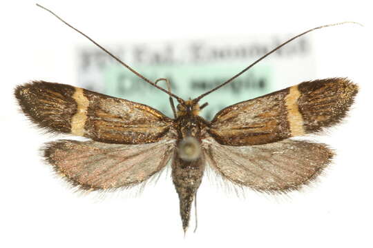 Imagem de <i>Nemophora bellela</i>