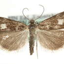Image of Catoptria maculalis Zetterstedt 1840