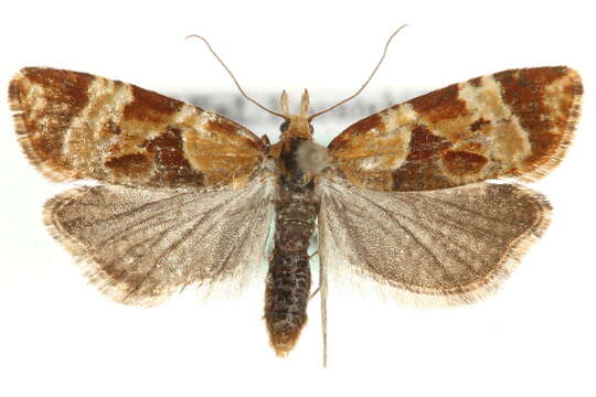 Image of Phtheochroa vulneratana Zetterstedt