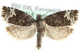 Image of Apotomis lemniscatana Kennel 1901