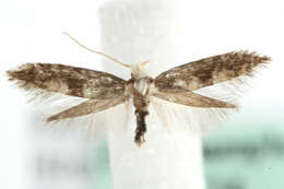 Image of Argyresthia glaucinella Zeller 1839