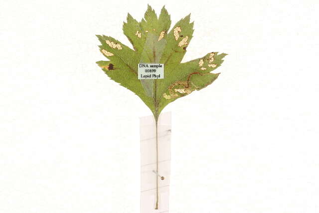 صورة Stigmella oxyacanthella (Stainton 1854) Beirne 1945