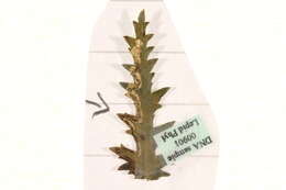 Image of Stigmella filipendulae (Wocke 1871) Gerasimov 1952