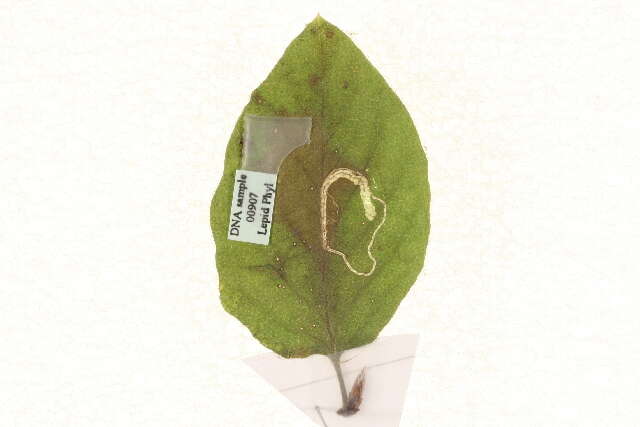 Image of Stigmella lonicerarum (Frey 1857) Gerasimov 1952