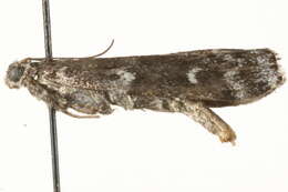 Image of <i>Dioryctria schuetzeella</i>