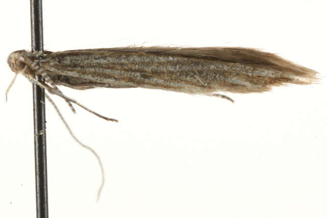 Imagem de Coleophora trochilella Duponchel 1842