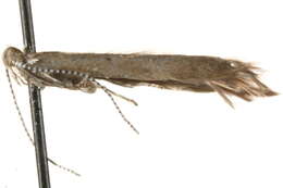 Image of Coleophora murinella Tengström 1847