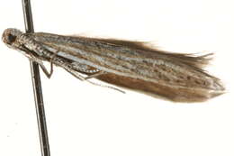 Image of Coleophora dianthi Herrich-Schäffer