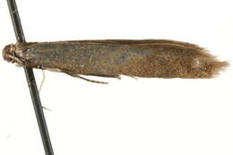 Image of Xystophora pulveratella Herrich-Schäffer 1854