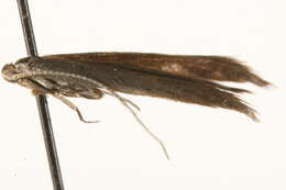 Image of Coleophora siccifolia Stainton 1856