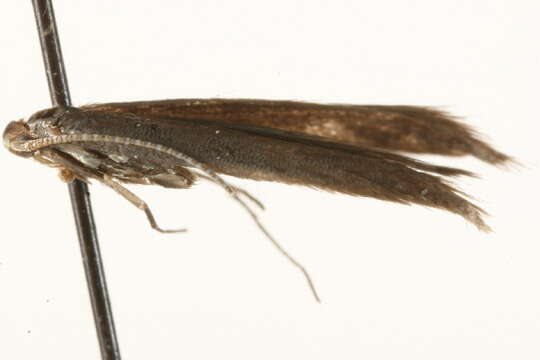 Image of Coleophora siccifolia Stainton 1856