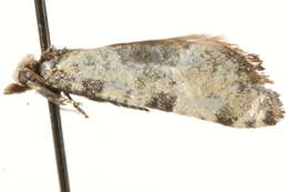 Image of Cochylis pallidana Zeller 1847