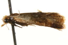 Image of <i>Gynnidomorpha permixtana</i>