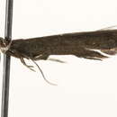 Image of <i>Aproaerema karvoneni</i>