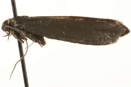 Image of Euhyponomeuta