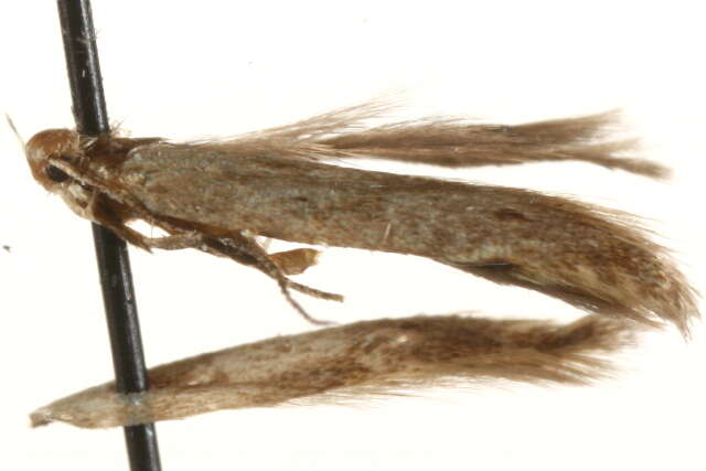 Image of Monochroa arundinetella Stainton (1857)