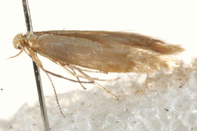 Imagem de Argyresthia aurulentella Stainton 1849