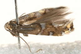 Image of Phyllonorycter nigrescentella (Logan 1851)