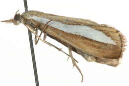 Image of <i>Catoptria margaritella</i>