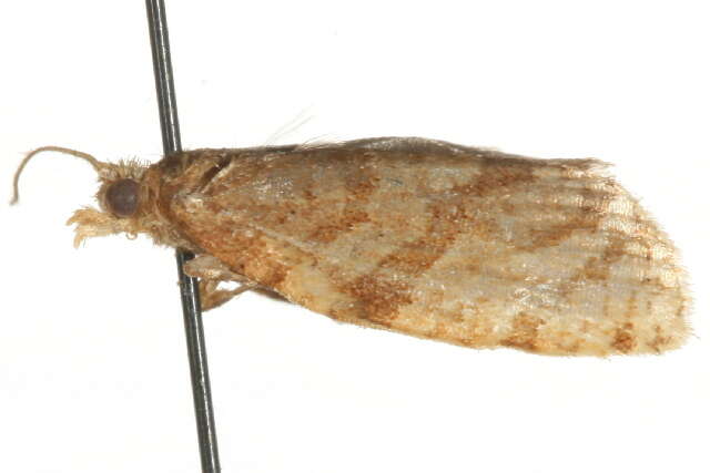 Image of summer fruit tortrix