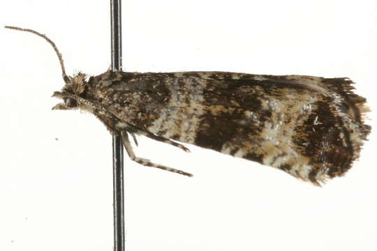 Image of <i>Celypha rurestrana</i>