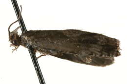 Image of Rhopobota ustomaculana Curtis (1831)