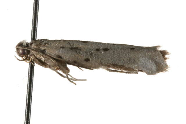 Image of Yponomeuta sedella