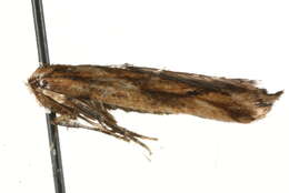 Image of <i>Epermenia falciformis</i>
