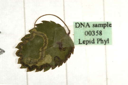 Image of rose leaf miner