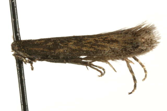 Image of Scrobipalpa pauperella Heinemann 1870