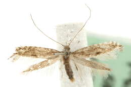 Image of Hawthorn Slender