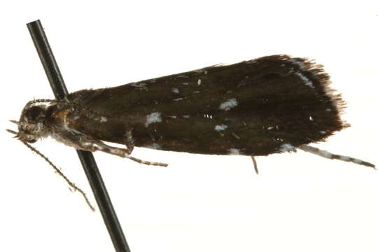 Image of <i>Prochoreutis ultimana</i>