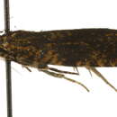 Image of <i>Celypha siderana</i>