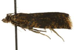 Image of <i>Celypha siderana</i>