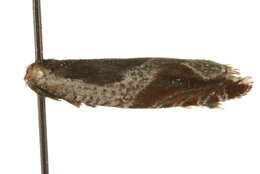 Image of <i>Ancylis unculana</i>